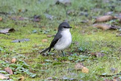 Eopsaltria georgiana