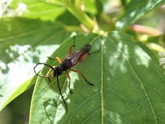Neobellamira delicata