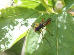 Neobellamira delicata