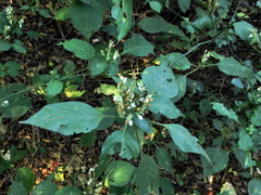 Isoglossa woodii