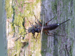 Agrothereutina