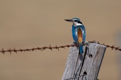 Red-Backed Kingfisher photo 4