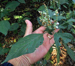 Isoglossa woodii