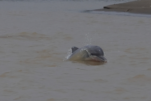 コビトイルカ