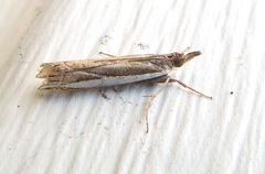 Crambus quinquareatus