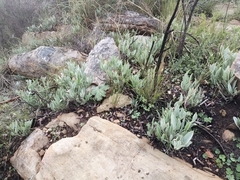 Pelargonium lanceolatum