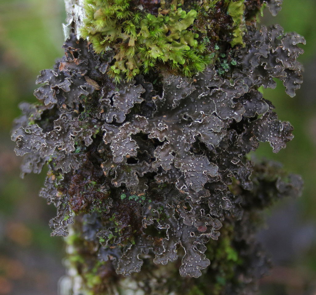Pseudocyphellaria norvegica