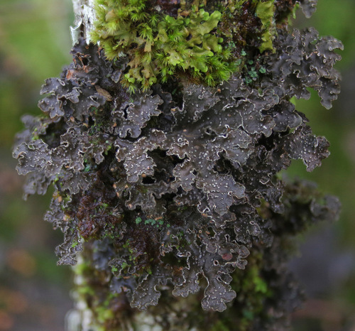 Pseudocyphellaria norvegica