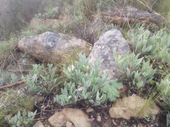 Pelargonium lanceolatum