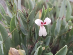 Pelargonium lanceolatum