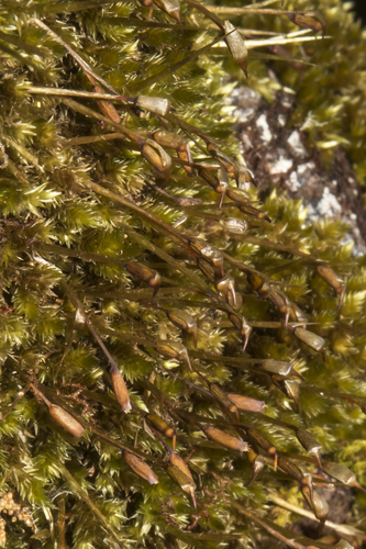 Hollia myrmecoa observed 2024-09-10