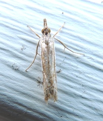 Crambus quinquareatus