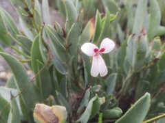 Pelargonium lanceolatum