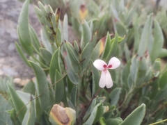 Pelargonium lanceolatum