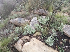 Pelargonium lanceolatum