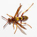 Polistes poeyi - Photo (c) Wayne Fidler, some rights reserved (CC BY-NC), uploaded by Wayne Fidler