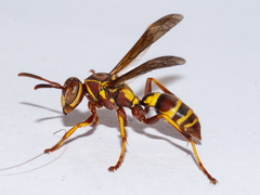 Polistes poeyi poeyi