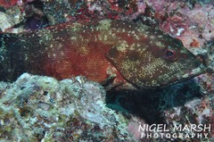 Cephalopholis urodeta