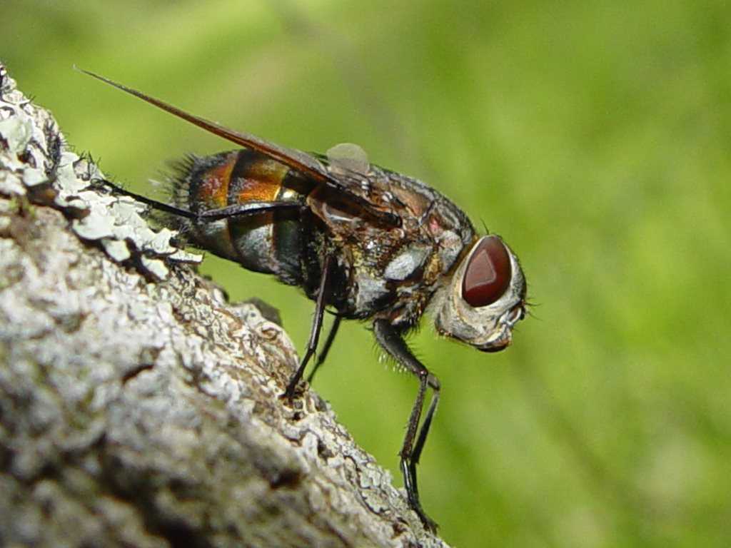 Rutilia lepida