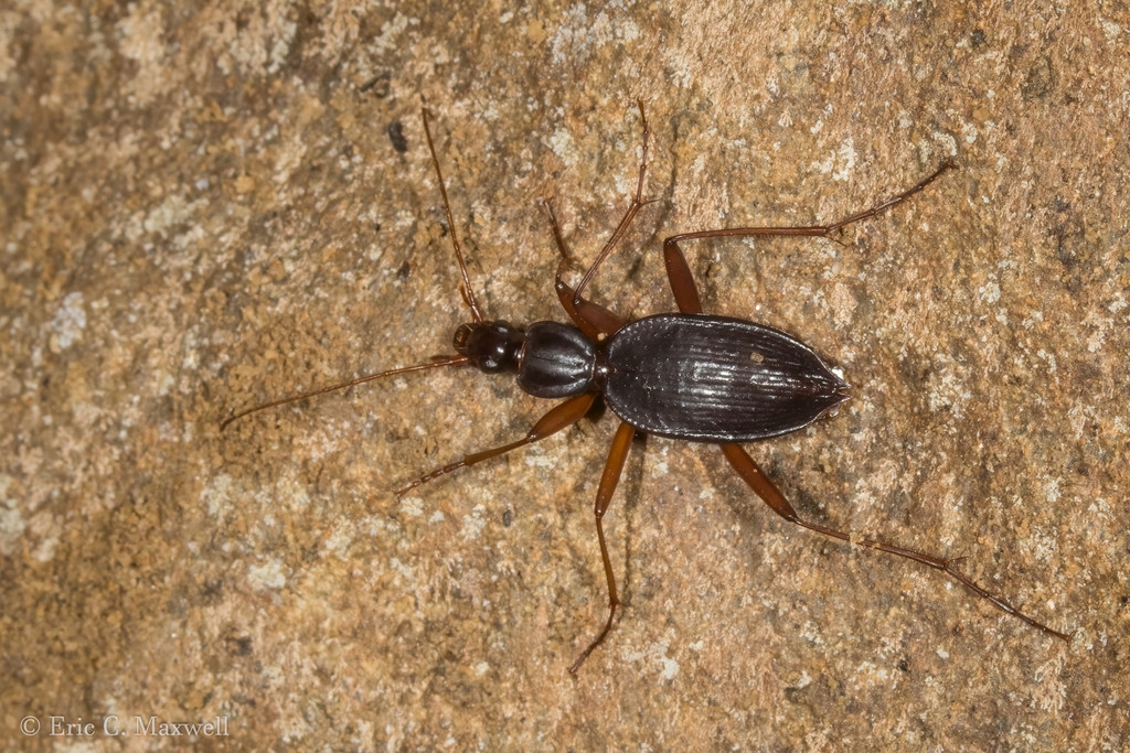 Rhadine larvalis