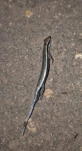 Maximilian's Blue-tailed Microteiid, Micrablepharus maximiliani