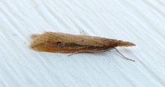 Donacaula