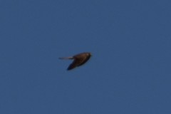 Falco tinnunculus