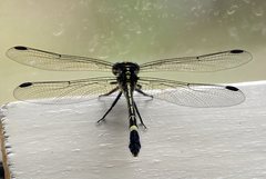 Austroepigomphus praeruptus