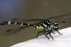 Austroepigomphus praeruptus