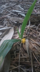 Curculigo orchioides