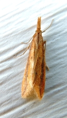 Donacaula