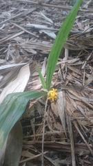 Curculigo orchioides