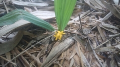 Curculigo orchioides