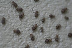 Peripsocus
