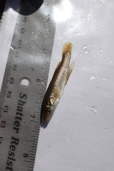 Fundulus kansae