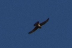 Falco tinnunculus