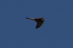 Falco tinnunculus