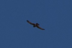 Falco tinnunculus