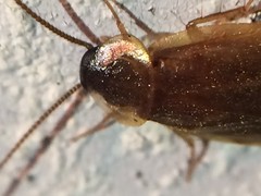 Compsodes schwarzi
