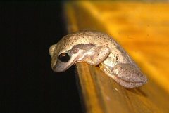 Pelodryadidae