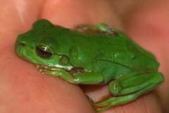 Pelodryadidae