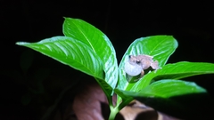 Raorchestes sanctisilvaticus