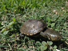 Kinosternon herrerai