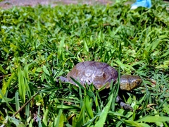 Kinosternon herrerai