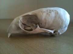 Arctocephalus