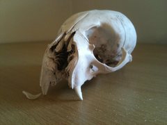 Arctocephalus