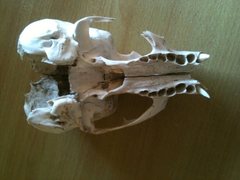 Arctocephalus