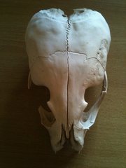 Arctocephalus