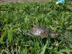 Kinosternon herrerai