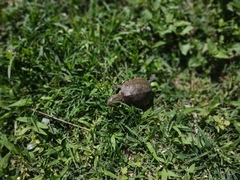 Kinosternon herrerai